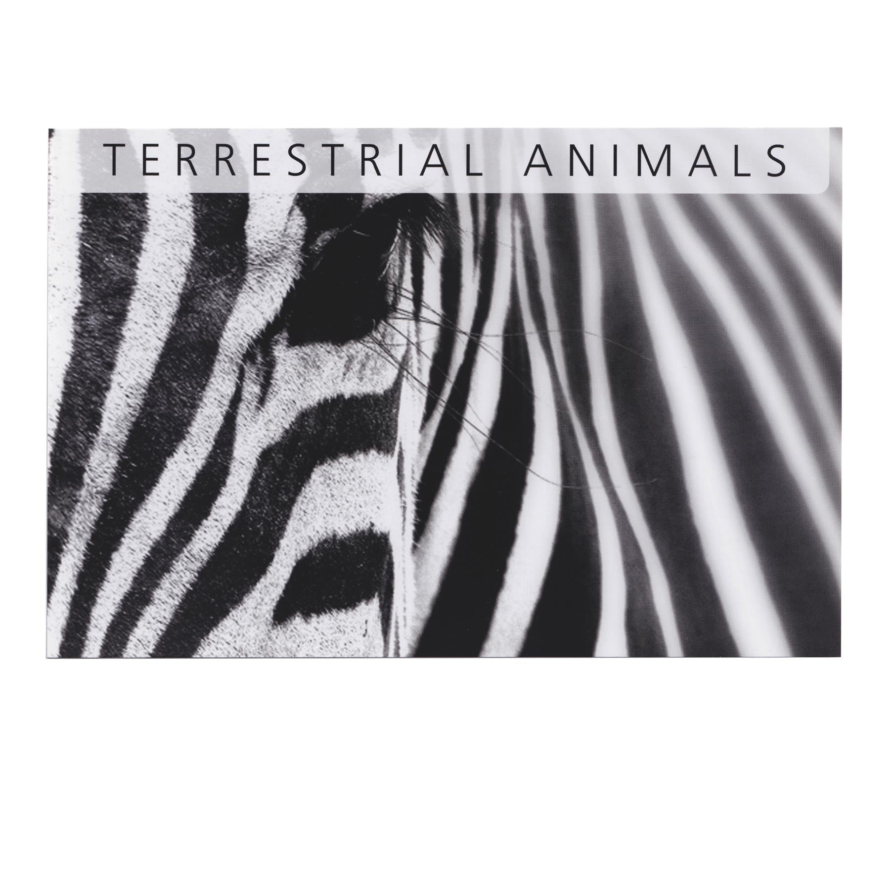 5 Banknote Set | Terrestrial Animals | Squirrel | Leopard | Okapi | Water Buffalo | Zebra