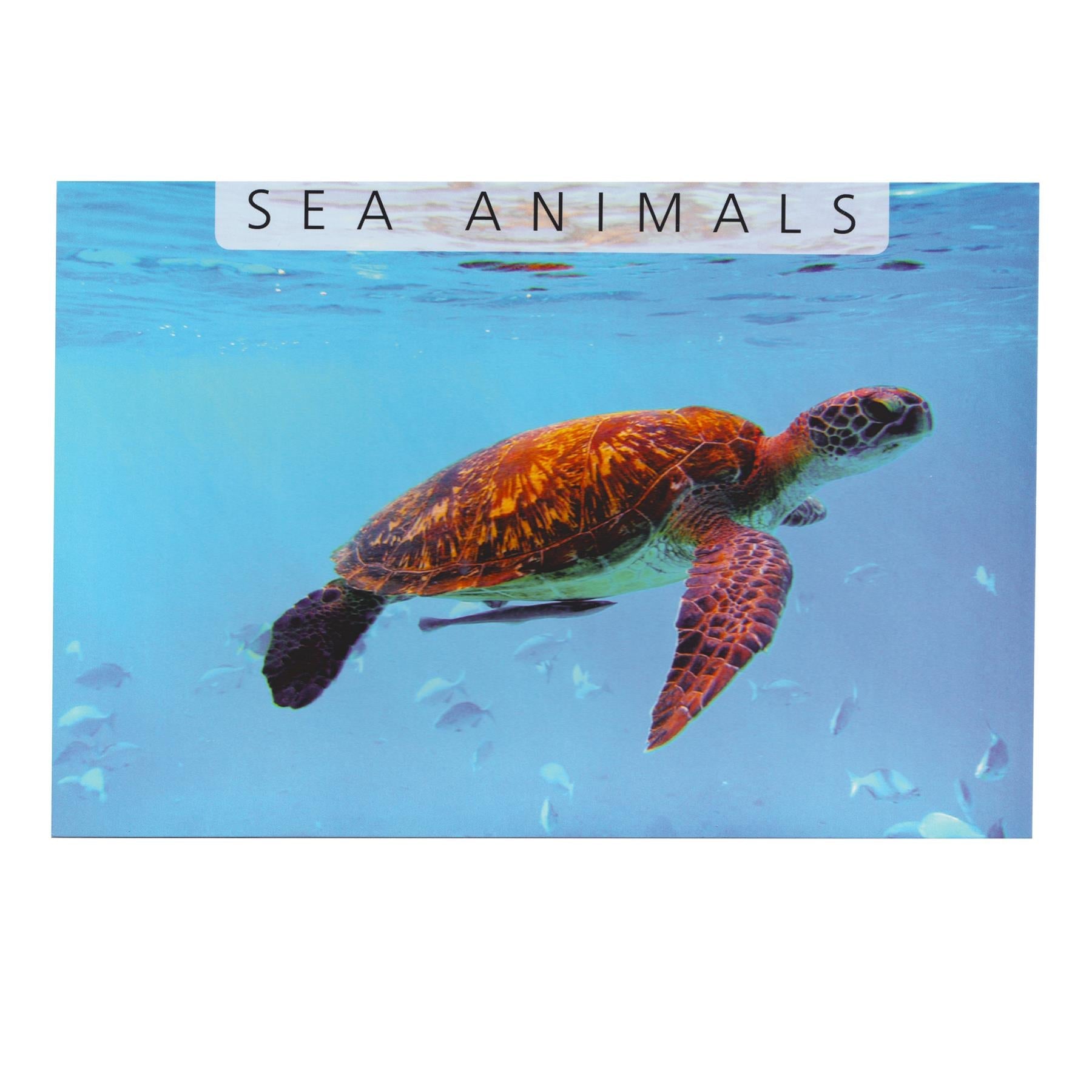 5 Banknotes | Sea Animals | Turtles | Tilapia | Whale | Coral reef fishes | Dolphins